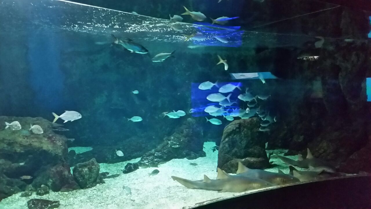 L’aquarium de Guadeloupe rouvre ses portes
